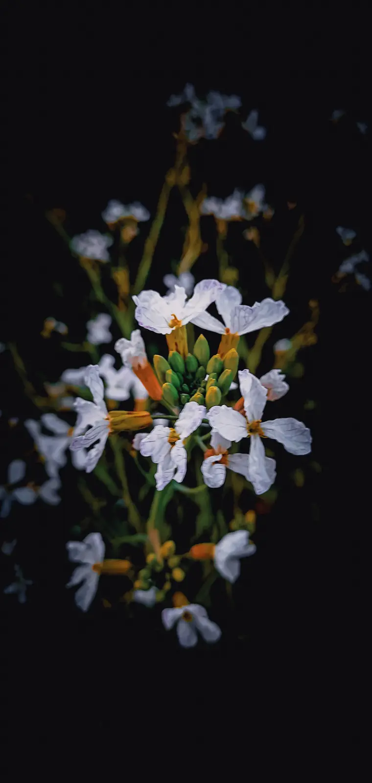 Spring blooming