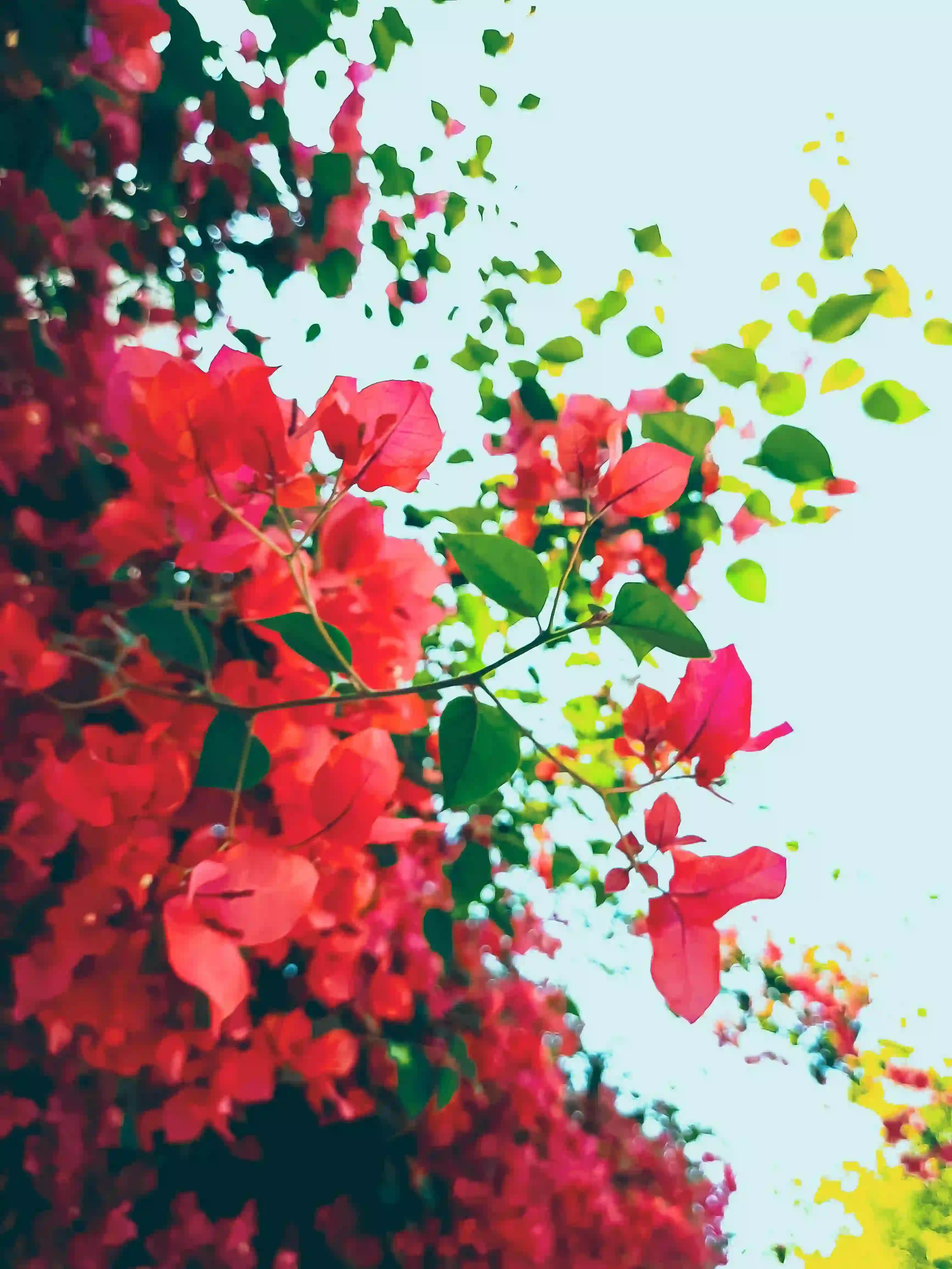 Red Flowers Nature Capture