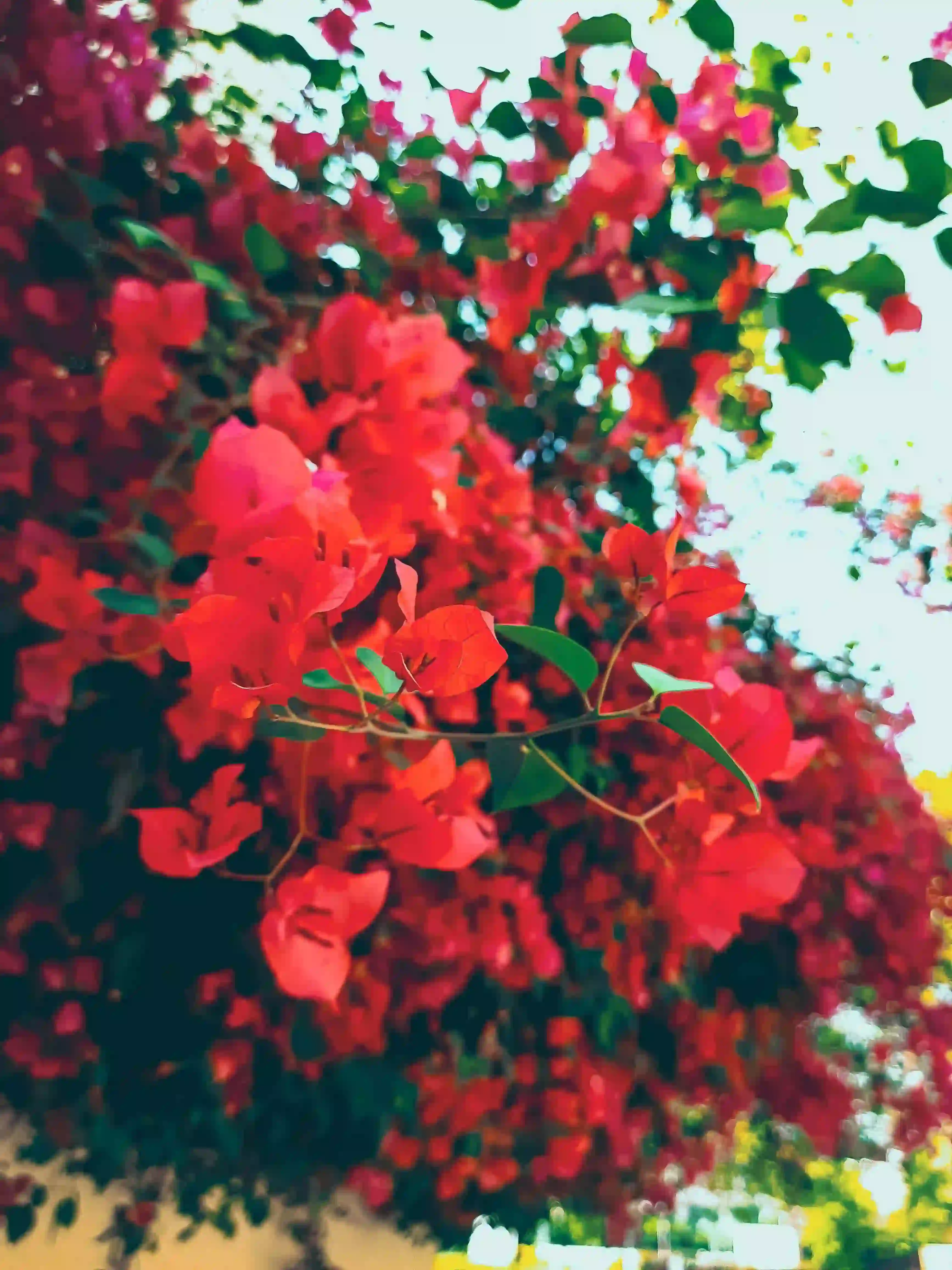 Red flowers