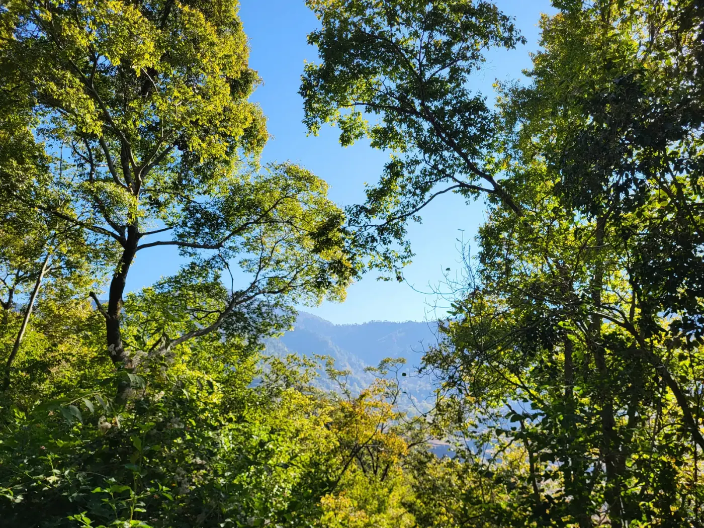 Fresh morning foliage soaked in early sunlight. Green is the prime color of the world. 🌿🍃

#naturecaptures #freshleaves #greenscape #morninglight #botanicalgarden #lifeincolor
