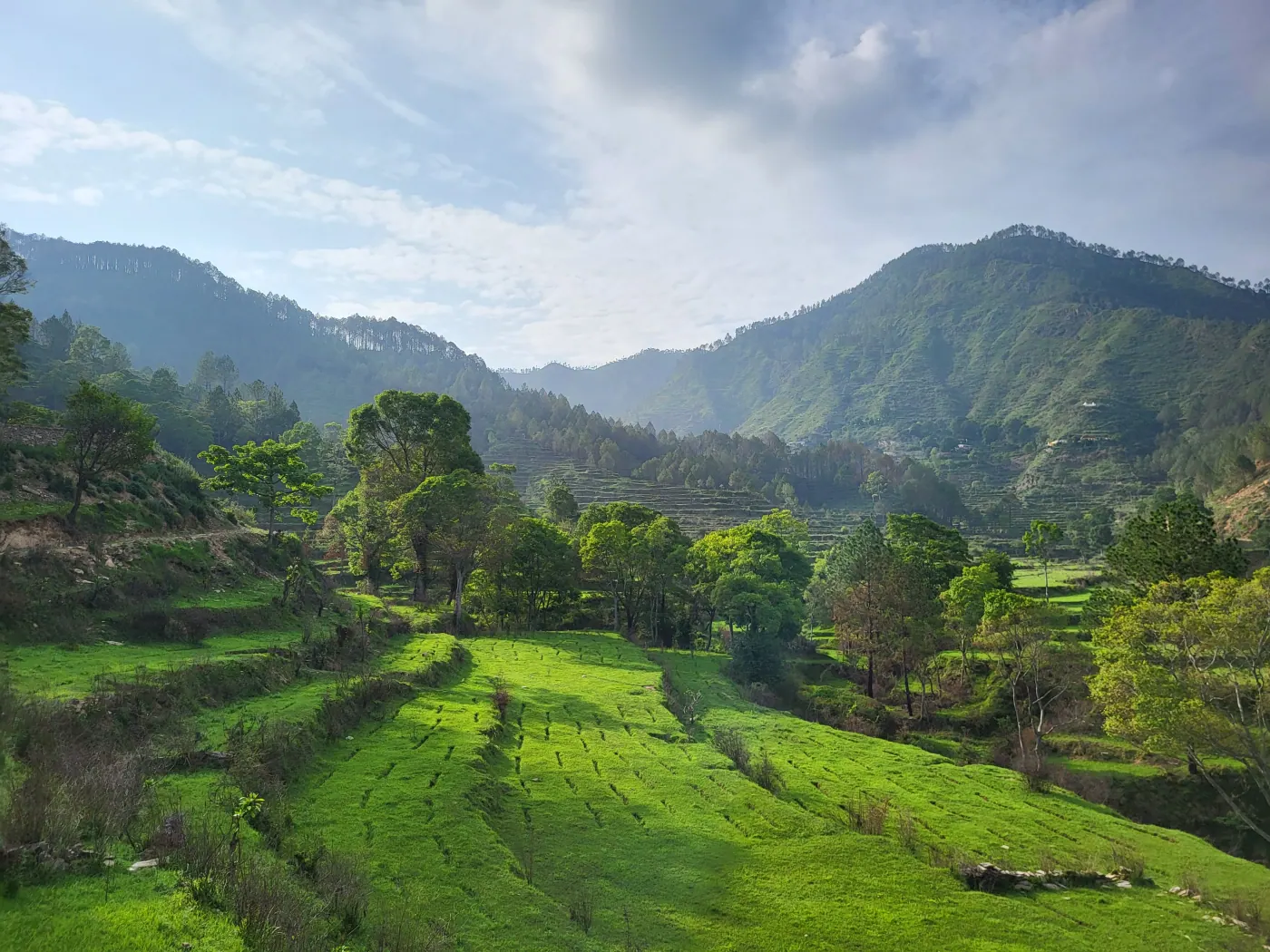 Lush green tea gardens terraced across misty hills. Fresh aroma in the early dawn air. 🍵🌱

#teagardens #mistyhills #greenleaves #dawnbreak #naturetherapy